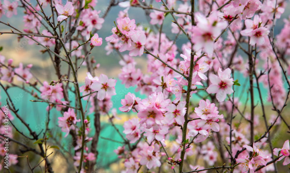 close up on beautiful almond flower