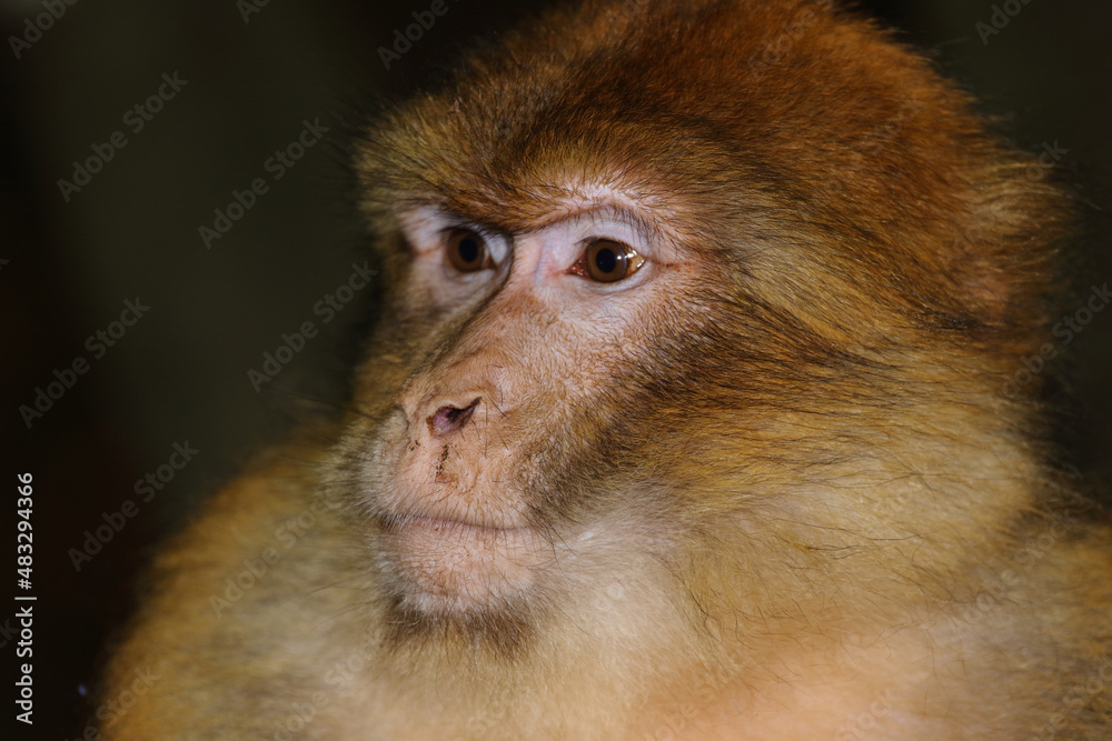 Obraz premium Berberaffe / Barbary macaque / Macaca sylvanus