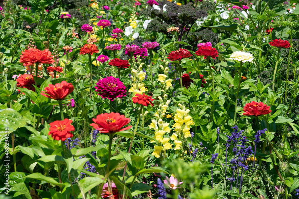 Colorful flowers in the rose garden
