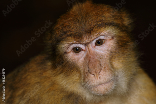 Berberaffe / Barbary macaque / Macaca sylvanus © Ludwig