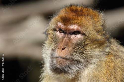 Berberaffe / Barbary macaque / Macaca sylvanus photo