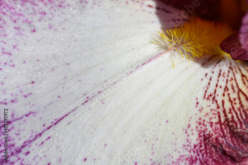 Vászonkép Tall bearded iris Crinoline