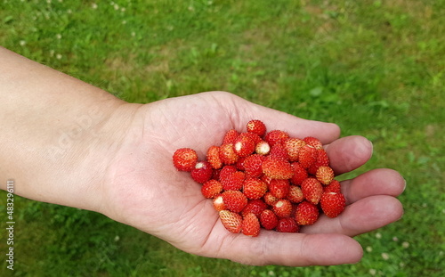 A human holds wild strawberries in his palm.  A handful of bold strawberries against a backdrop of green grass in the garden on a sunny summer day.