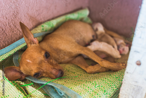 A tired Chihuahua mom with a litter of day old puppies breastfeeding. Lying on a plastic mat under a cabinet. photo