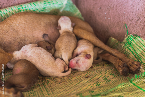 A litter of healthy one day old chihuahua-mix puppies suckling on their mother's teats. Lying on a plastic mat under a cabinet. photo