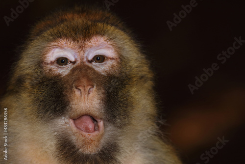 Berberaffe / Barbary macaque / Macaca sylvanus