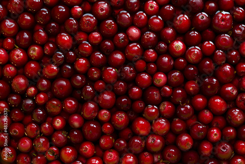 a lot of cranberries cowberries lingonberries foxberries isolated photo