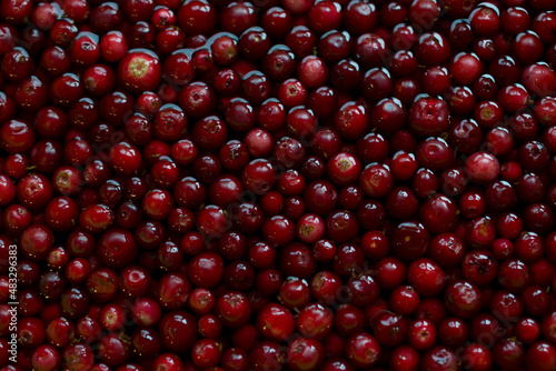 juicy ripe cranberries cowberries lingonberries smooth and dark very ripe