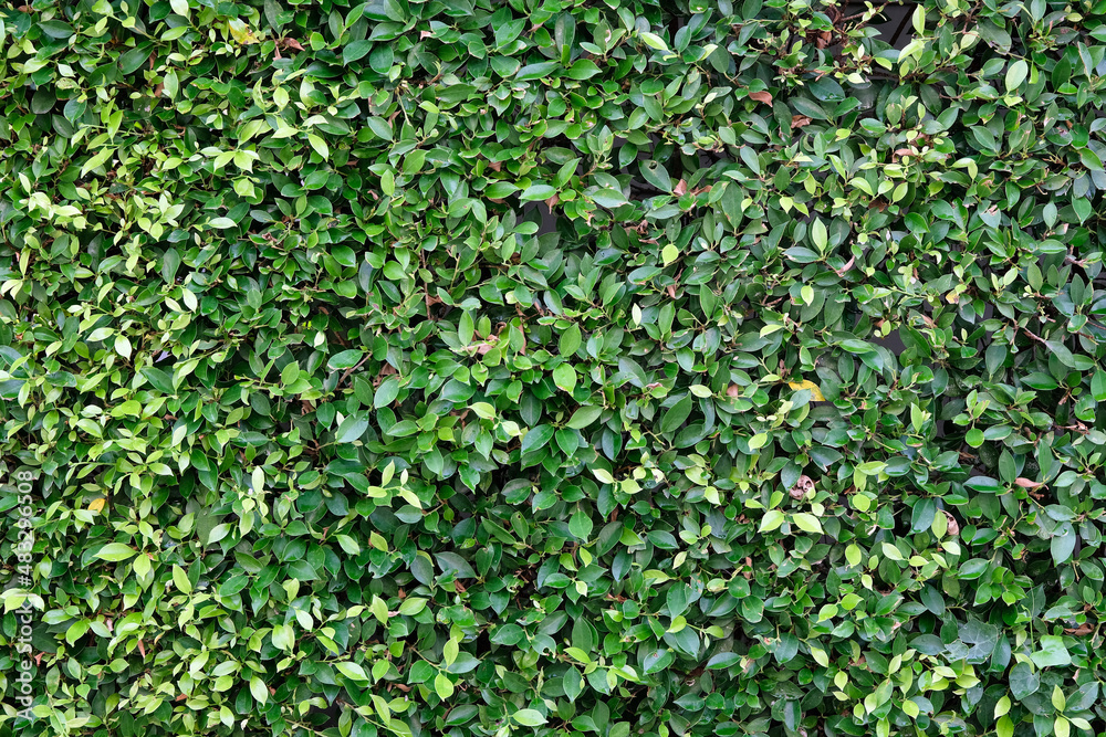 green leaves background, texture, backdrop and wallpaper. green leaves background, texture, backdrop and wallpaper.