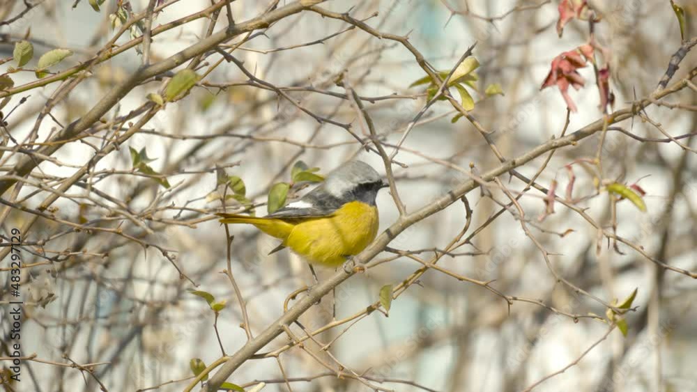 Eastern yellow robin (Eopsaltria australis) perched on a branch in South Korea Eastern yellow robin (Eopsaltria australis) perched on a branch in South Korea