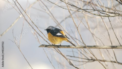 Eastern yellow robin (Eopsaltria australis) perched on a tree branch and fly away - slow-motion in winter South Korea photo