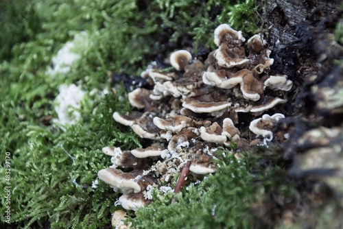 mushroom on a tree trunk