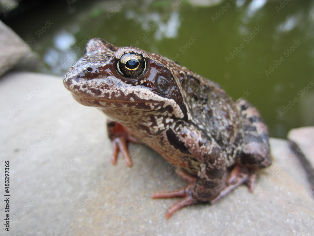 Obraz premium A large beautiful grass frog (Rana temporaria) sits on the rocks near the garden pond.