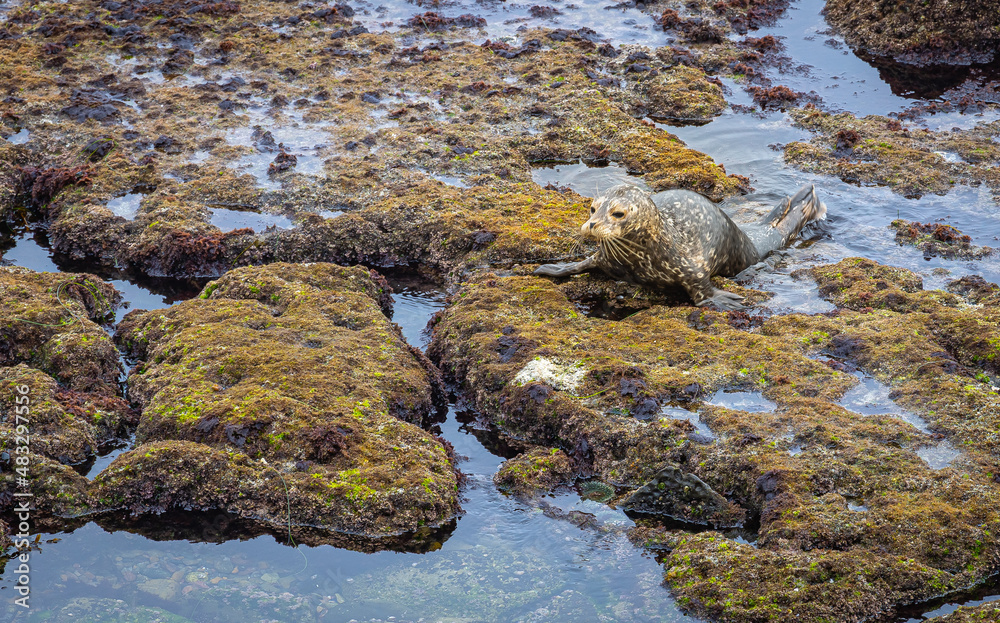 Seals relax on the barnacle covered rocks in a cove in the Pacific Ocean in California