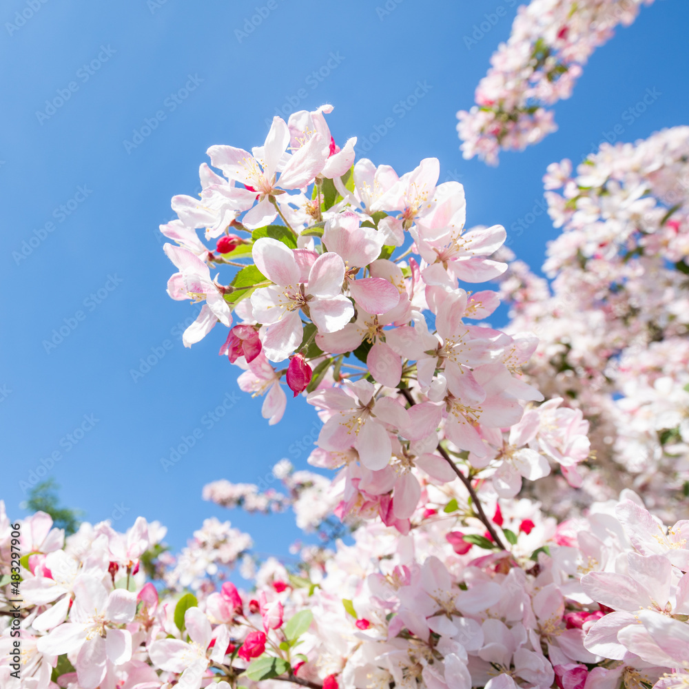 Close up of pink cherry blossom in spring Close up of pink cherry blossom in spring