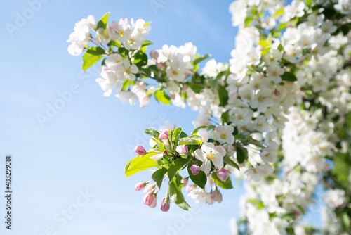 Apple tree blooming during apple blossom season