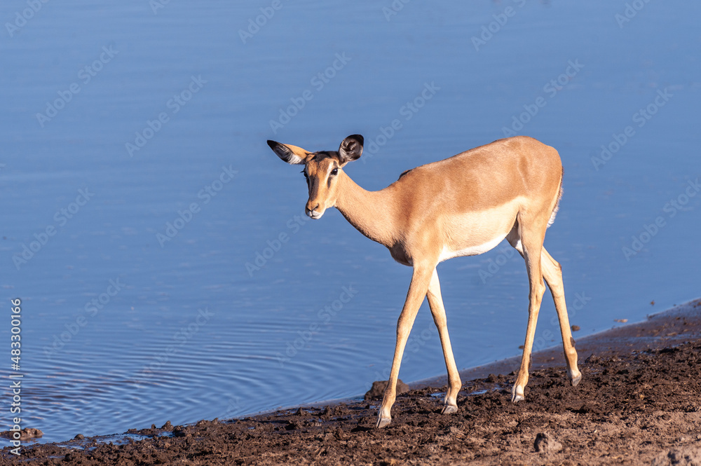 One Impala -Aepyceros melampus- walking in front of a waterhole in Etosha National Park, Namibia. One Impala -Aepyceros melampus- walking in front of a waterhole in Etosha National Park, Namibia.