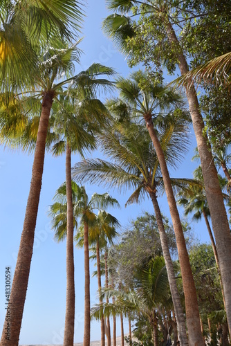 Palm trees, beach, island, rest, vacation, lake, sea, coast