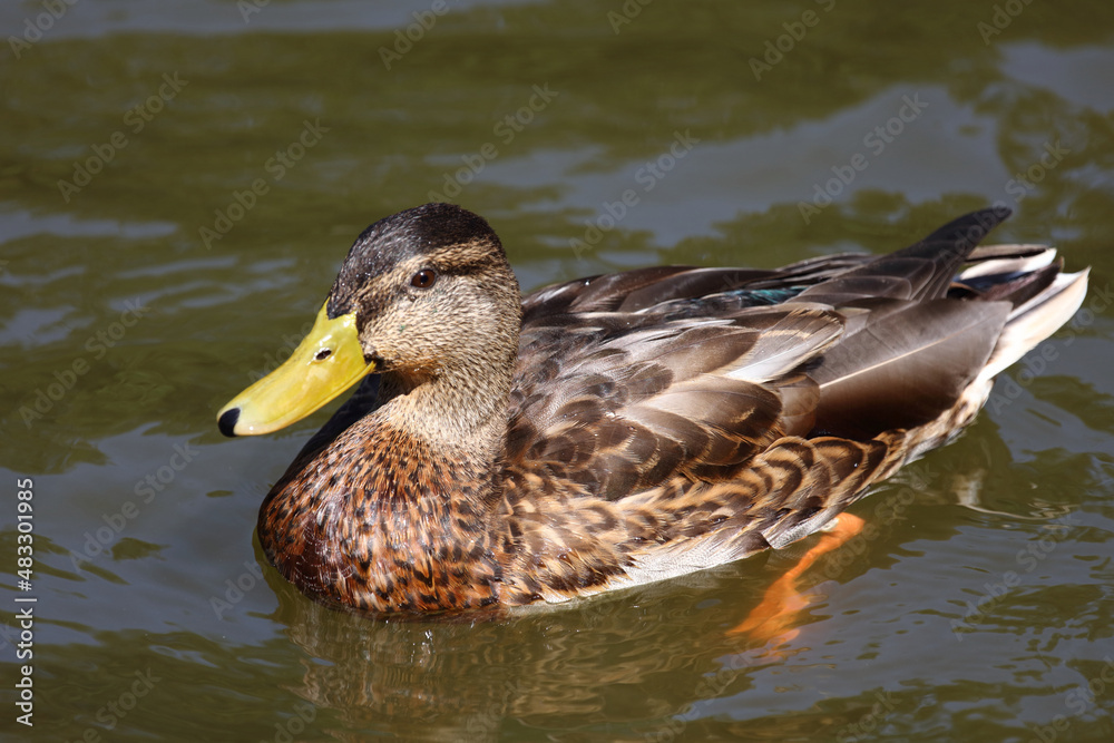 Stockente / Mallard / Anas platyrhynchos.. Stockente / Mallard / Anas platyrhynchos..