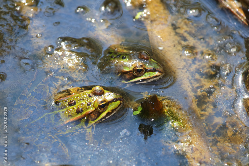 Teichfrosch / Edible frog / Pelophylax esculentus Teichfrosch / Edible frog / Pelophylax esculentus