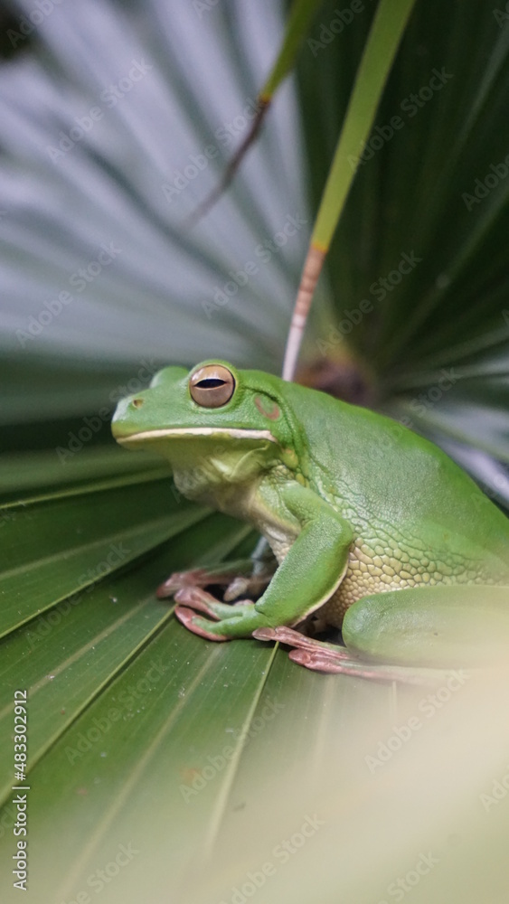 Green Tree Frog Green Tree Frog