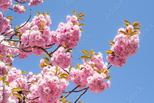 Cherry blossom tree in full bloom