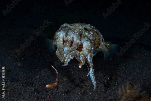 Broadclub Cuttlefish - Sepia latimanus, feeding on a crab. Underwater night life of Tulamben, Bali, Indonesia. © diveivanov