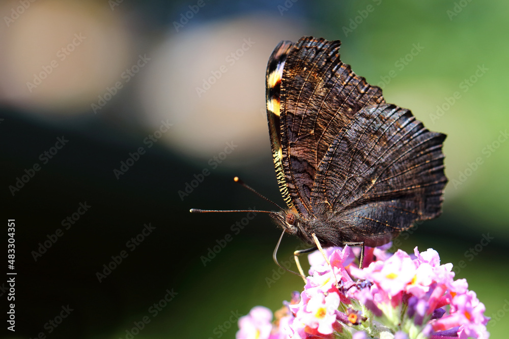 Fototapeta premium Tagpfauenauge / European peacock butterfly / Vanessa io or Aglais io or Inachis io or Nymphalis io