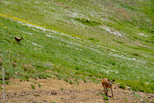 2 cerfs en montagne