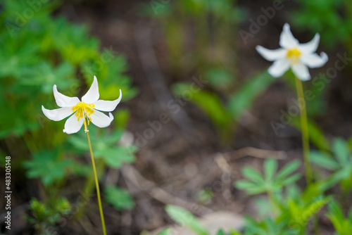 Un gros plan sur des fleurs jaunes et blanches photo