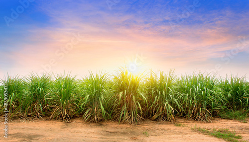 Sugarcane field at sunset. sugarcane is a grass of poaceae family. photo