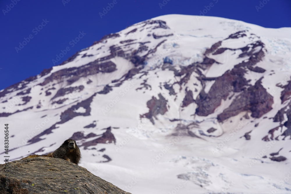 Une marmotte sur le rocher d'une montagne