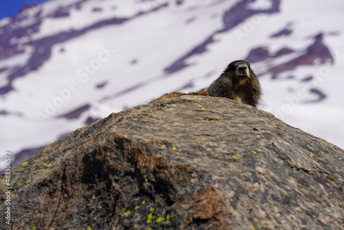 Une marmotte sur le rocher d'une montagne photo