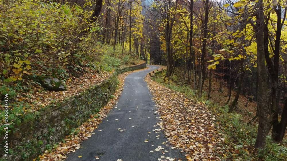 Autumn road in mountain forest, yellow and red foliage trees Autumn road in mountain forest, yellow and red foliage trees