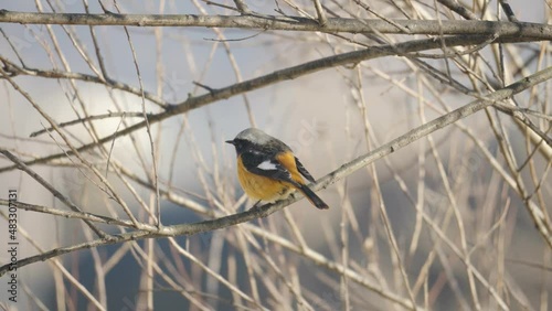 Eastern yellow robin (Eopsaltria australis) poops - back view photo