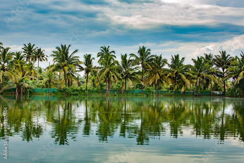 palm trees on the lake with reflection  Coconut tree  Kerala backwaters Alleppey