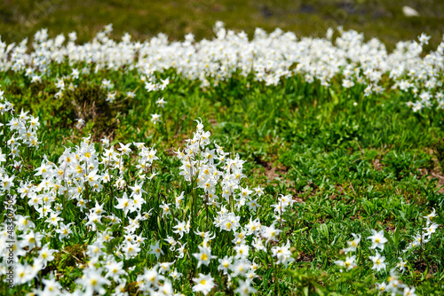 Un champ de fleurs blanches © Guillaume