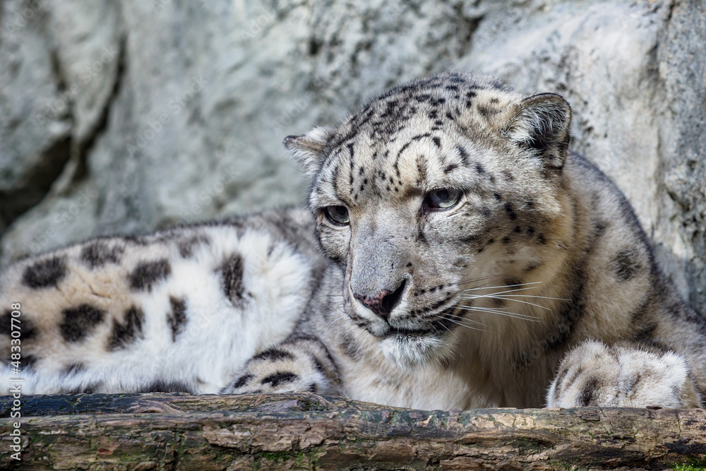 Portrait of a snow leopard close up on a stone background Portrait of a snow leopard close up on a stone background