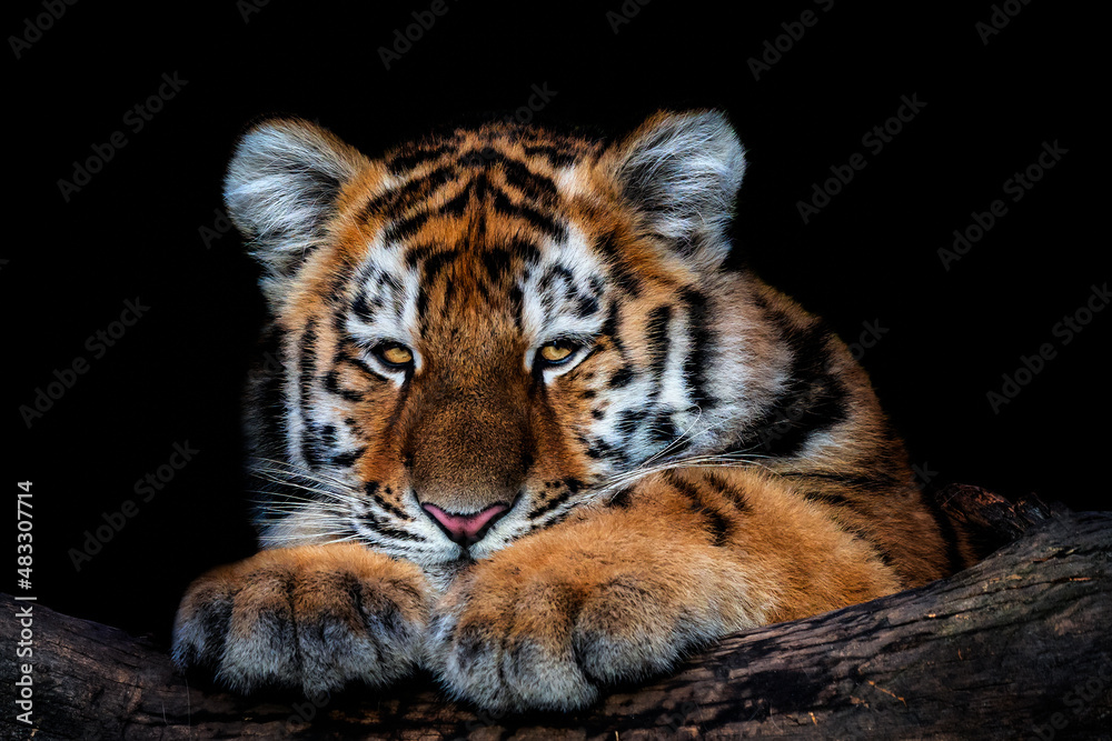 Cute siberian tiger cub on black background, Panthera tigris altaica