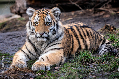 Cute siberian tiger cub  Panthera tigris altaica