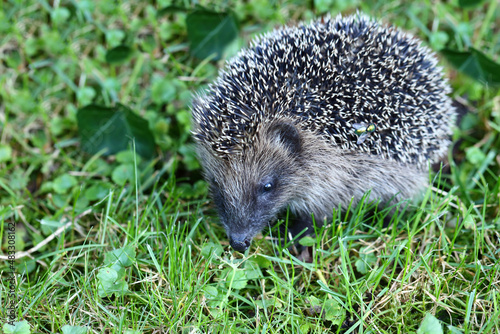 Nördlicher Weißbrustigel / Northern white-breasted hedgehog / Erinaceus roumanicus