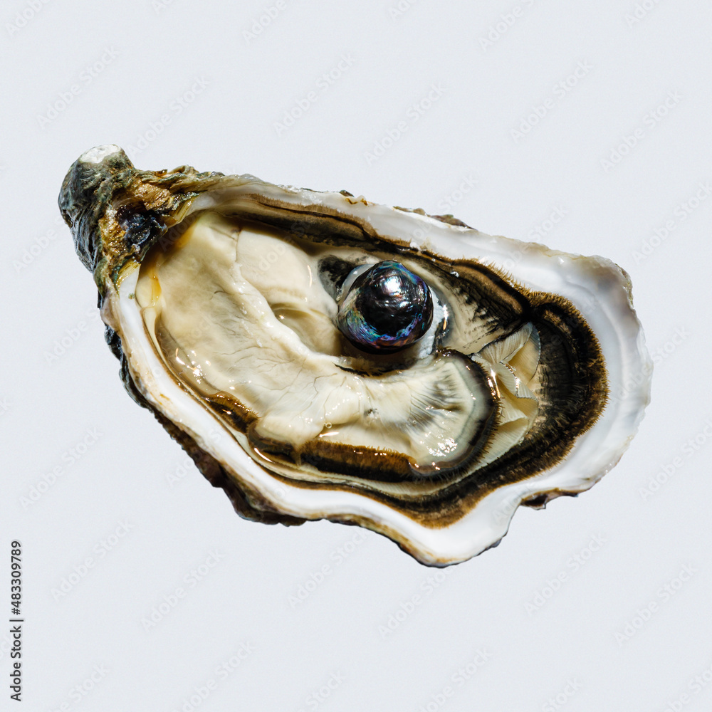 black pearl oyster shell