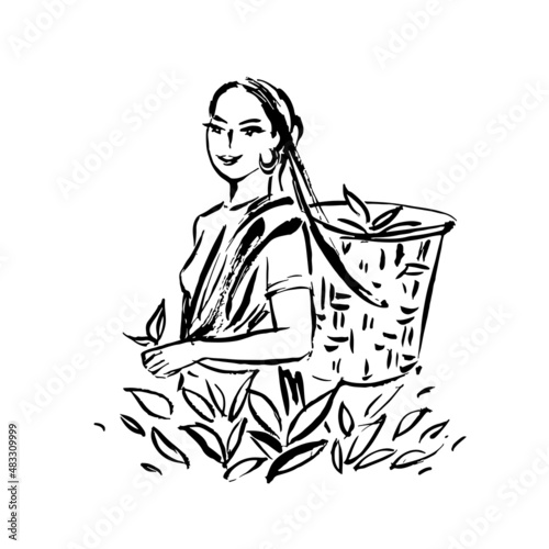 Illustration of an Indian woman collecting of tea leaves