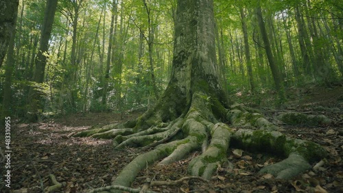 Ancient tree roots in a huge green forest