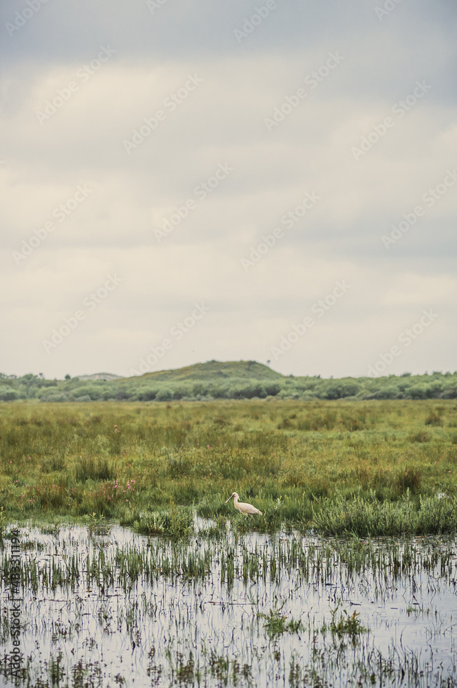 Löffler im Naturschutzgebiet auf Texel, Niederlande
Löffler im Naturschutzgebiet auf Texel, Niederlande