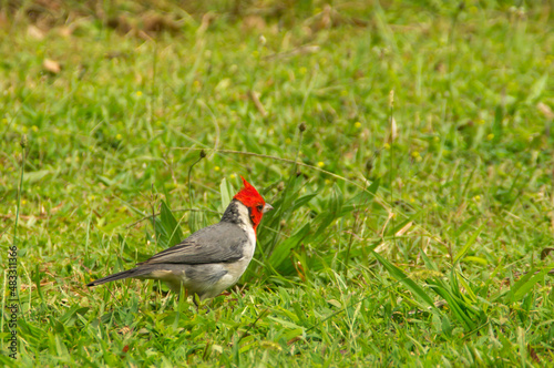 Red-crested cardinal photo