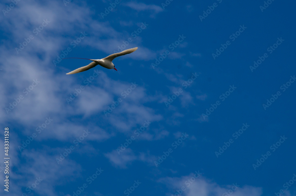 Obraz premium Red-tailed tropicbird