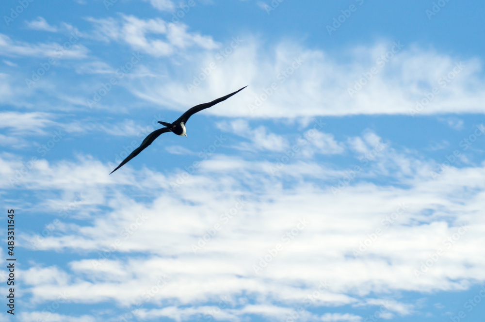 Obraz premium Great Frigatebird