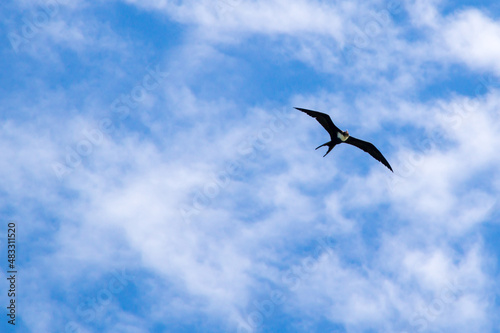 Great Frigatebird © darksideofpink