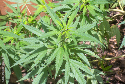 Lush small cannabis plant growing in Queensland, Australia © hereswendy